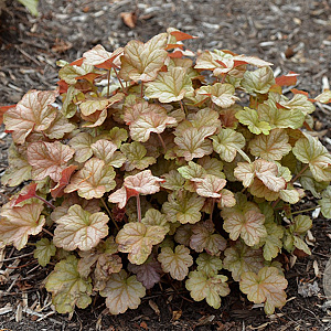 Heuchera 'Pinot Gris' GM P9