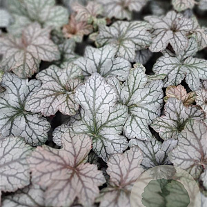 Heuchera 'Rex Silver' GM P9