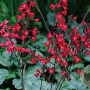 Heuchera sang. 'Coral Petite' GM P9
