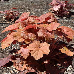 Heuchera 'Southern Comfort' GM P9