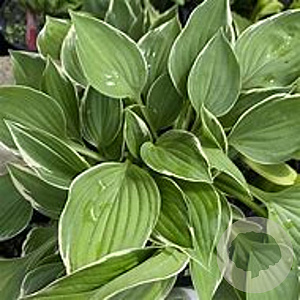 Hosta 'Allan P. McConnell' GM P9