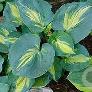 Hosta 'Dream Queen' GM P9