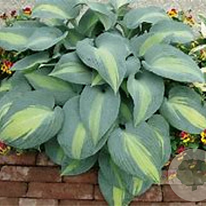 Hosta 'Grand Marquee' GM P9