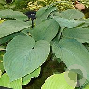 Hosta 'Jurassic Park' GM P9