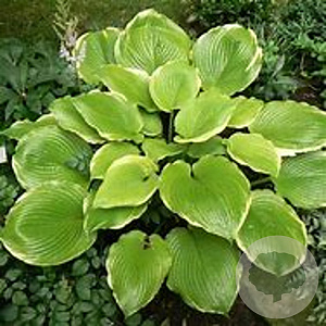 Hosta 'Winter Snow' GM P9