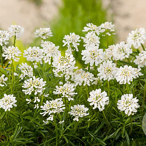 Iberis semp. 'Findel' GM P9