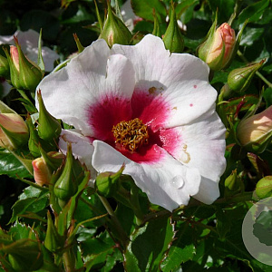 Rosa (M) Aria Babylon Eyes A kwaliteit wortelgoed vanaf 2 tak