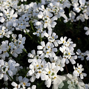 Iberis semp. 'Schneeflocke' GM P9