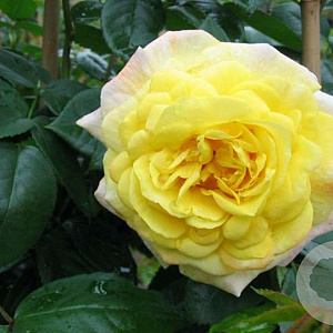 Rosa (T) 'Chinatown' AA. kwaliteit wortelgoed