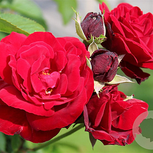 Rosa (F) 'Europeana' A kwaliteit wortelgoed vanaf 2 tak