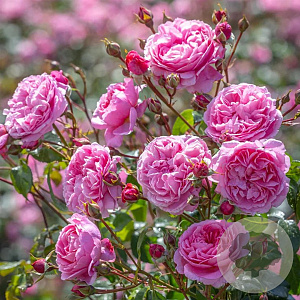 Rosa Lively Ovation A kwaliteit wortelgoed vanaf 2 tak