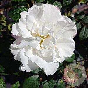 Rosa (R) 'Louise Bugnet' A kwaliteit wortelgoed vanaf 2 tak