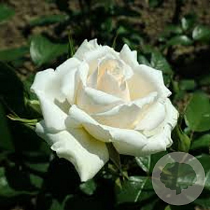 Rosa (F) Princess of Wales AA. kwaliteit wortelgoed