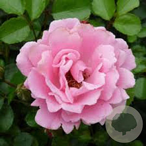 Rosa (H) Sommerwind A kwaliteit wortelgoed vanaf 2 tak