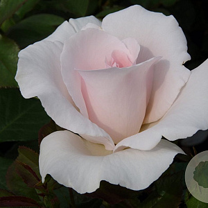 Rosa Whiter Shade of Pale A kwaliteit wortelgoed vanaf 2 tak