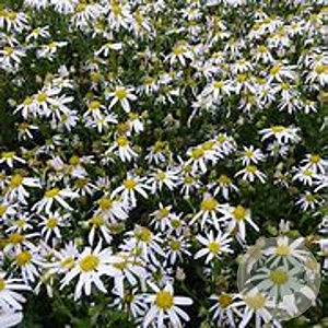 Kalimeris mongolica 'Mon Jardin' GM P9