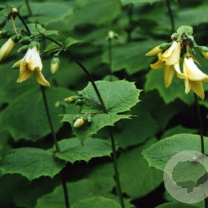 Kirengeshoma palmata GM P9