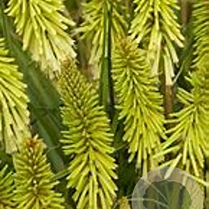 Kniphofia 'Green Jade' GM P9
