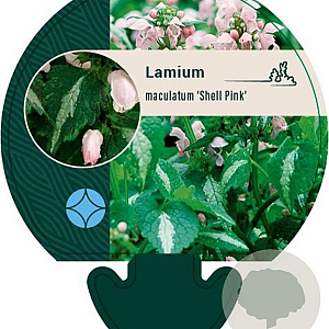 Lamium mac. 'Shell Pink' GM P9
