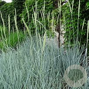 Leymus arenarius 'Blue Dune' GM P9