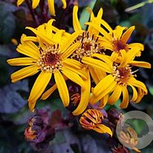 Ligularia d. 'Pandora' GM P9