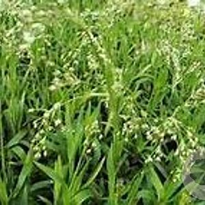 Luzula sylvatica 'Tauernpass' GM P9