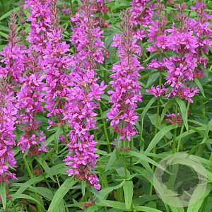 Lythrum sal. 'Feuerkerze' GM P9