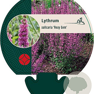 Lythrum sal. 'Rosy Gem' GM P9