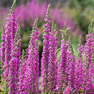 Lythrum sal. 'Rosy Gem' GM P9