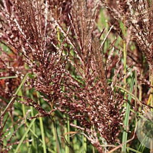 Miscanthus sin. 'Dread Locks' GM  P11