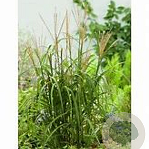 Miscanthus sin. 'Korea' GM C5