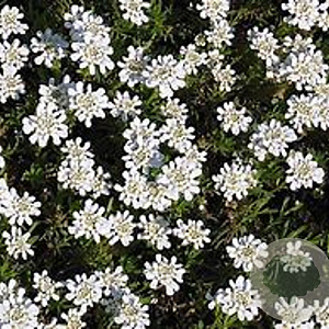 Iberis semp. 'Weisser Zwerg' GM P9 BIO