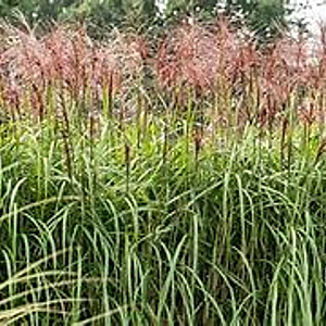 Miscanthus sin. 'Rotsilber' GM  P11