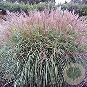 Miscanthus sin. 'Undine' GM  P11