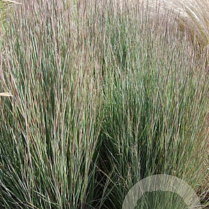 Schizachyrium scoparium GM P9 BIO