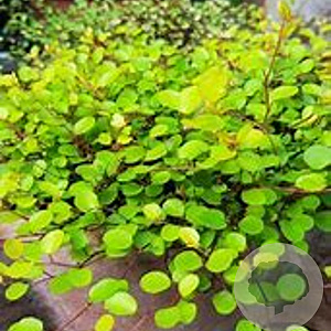 Muehlenbeckia compl. 'Golden Girl' GM P9