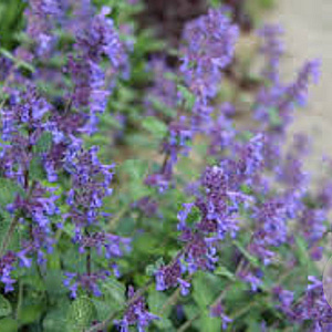 Nepeta racemosa 'Odeur Citron' GM P9