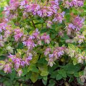 Origanum 'Dingle Fairy' GM P9