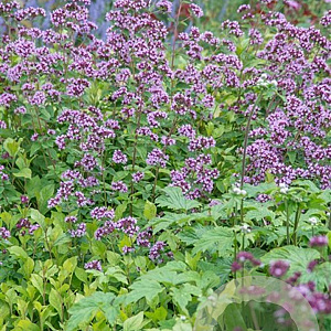 Origanum laevigatum 'Herrenhausen' GM P9