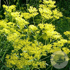 Patrinia monandra GM P9