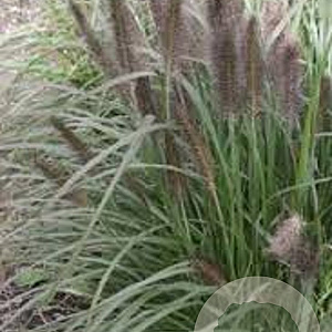 Pennisetum al. 'Black Alvernee' GM P9