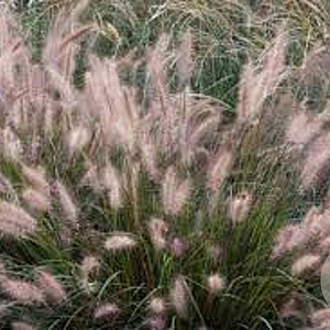 Pennisetum al. 'Cassian' GM P9