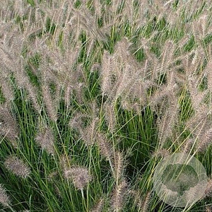 Pennisetum al. 'Gelbstiel' GM P9