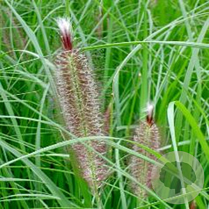 Pennisetum al. 'Magic' GM P9