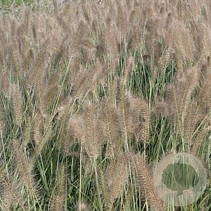 Pennisetum al. 'Reborn' GM P9