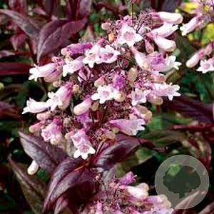 Penstemon 'Dark Towers' GM P9