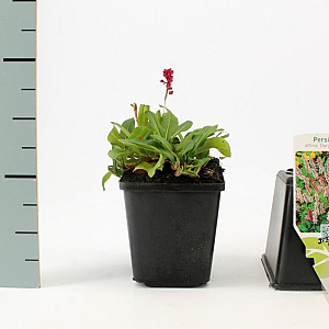 Persicaria aff. 'Darjeeling Red' GM P9