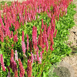 Persicaria aff. 'Darjeeling Red' GM P9