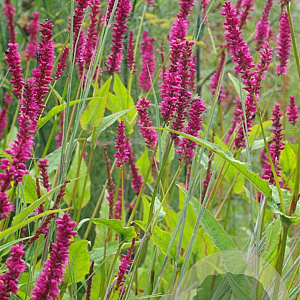 Persicaria a. 'Amethyst Summer' GM P9