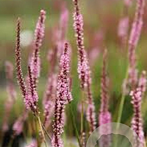 Persicaria a. 'Fine Pink' GM P9